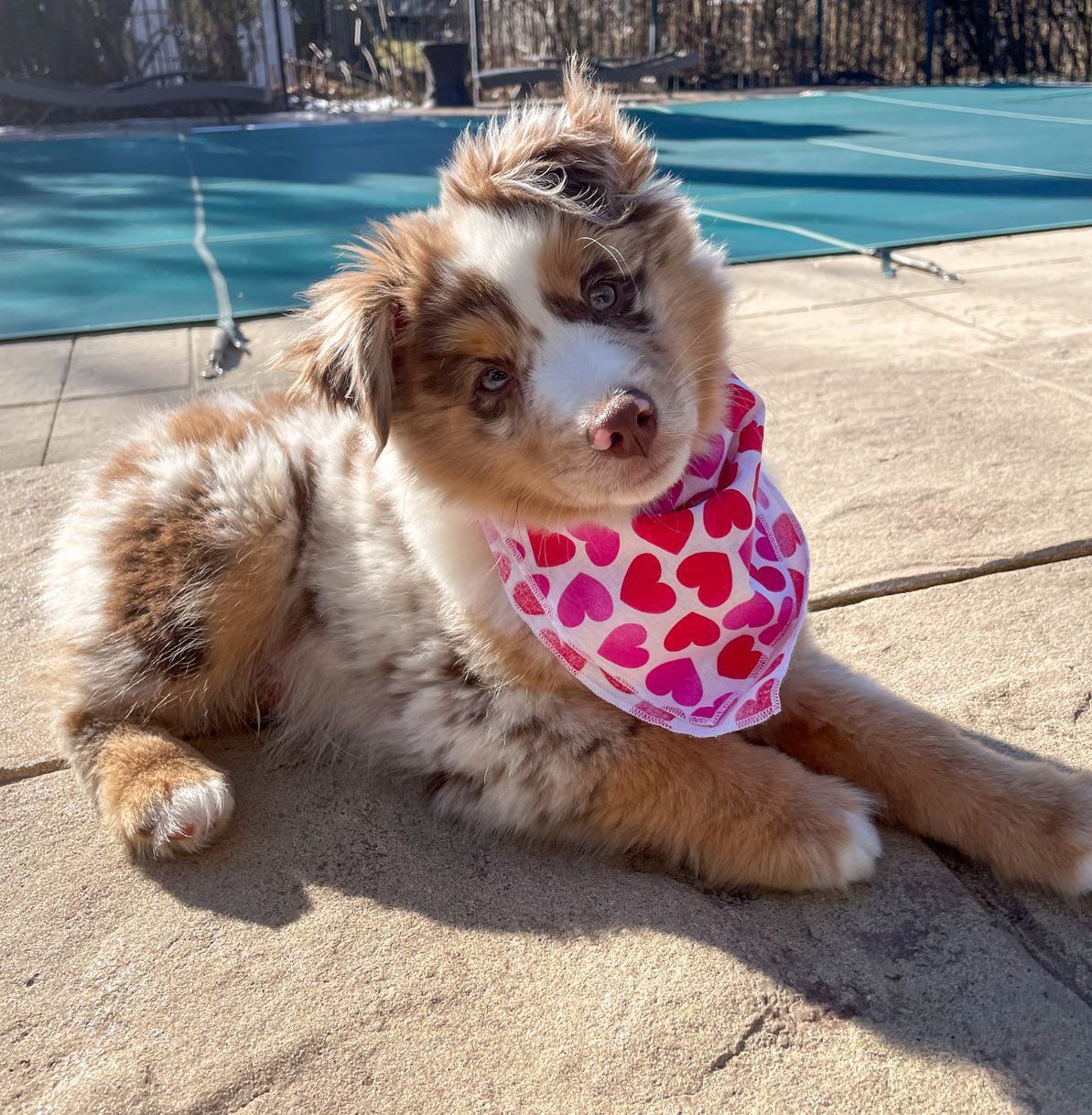 Tracy - Australian Shepherd Puppy